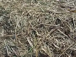 Têtes et feuilles laissées au champ.