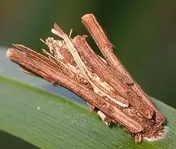 Psyche casta dans son fourreau larvaire