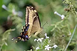 Papilio andraemon, ailes repliées