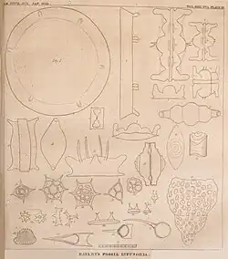 Figs 1 et 2 : le Podiscus Rogersi de Bailey (1840)
