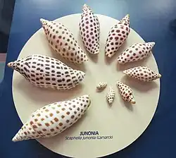 Série de croissance de coquilles de Scaphella junonia&nbsp;(en), un mollusque relativement rare sur l'île de Sanibel.