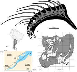 (A) Reconstitution du cou et du crâne, en vue latérale gauche (en blanc, les os préservés). (B) Localisation de la localité type. (C) Disposition des restes fossiles dans la carrière.