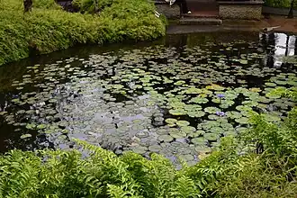 Jardin de Balata en Martinique.