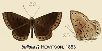 Description de l'image BalistaHewitson1863OD.jpg.
