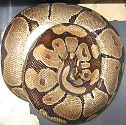 Le Python royal (Python regius).