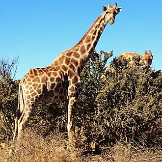 Deux girafes paissent dans la réserve naturelle de Balule&nbsp;(en).