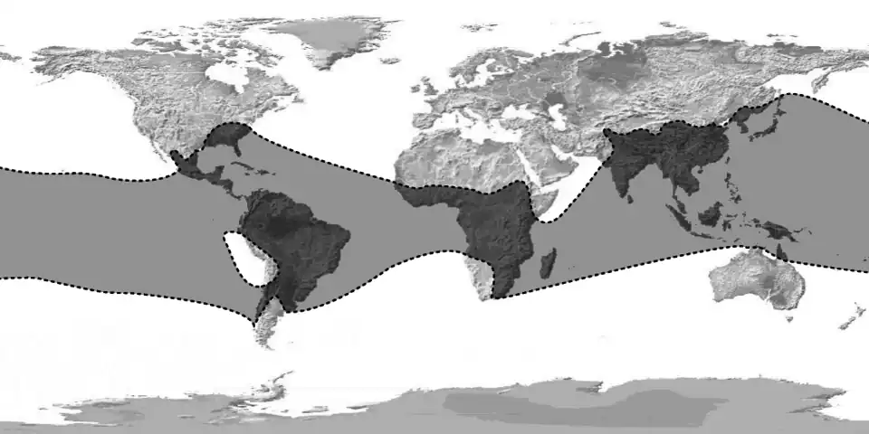 Distribution mondiale des Bambous.