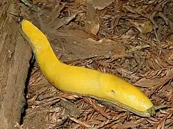 Une grande limace jaune.