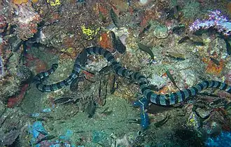 Description de l'image Banded Sea Snake-jonhanson.jpg.