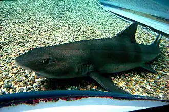 Description de l'image Banded houndshark osaka.jpg.