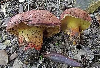 Description de cette image, également commentée ci-après