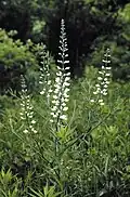 Baptisia lactea.