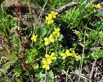 Description de cette image, également commentée ci-après
