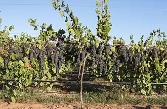 Cep de vigne avec une charge importante, Barossa Valley.