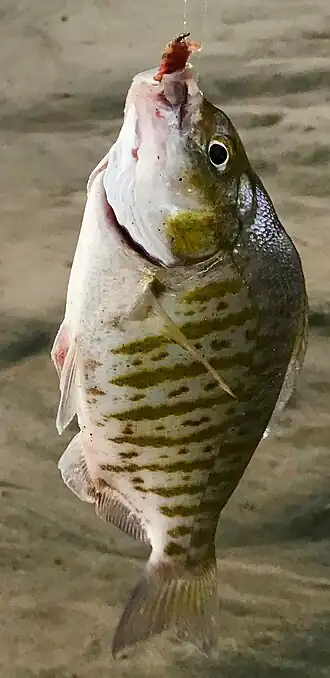 Description de l'image Barred Surfperch.jpg.