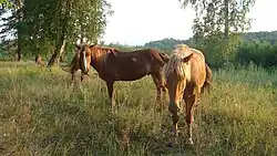 photographie de chevaux fauve dorés dans de l'herbe haute.