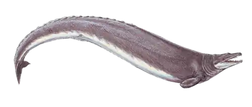 Basilosaurus