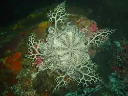 Astrocladus euryale, une Gorgonocephalidae