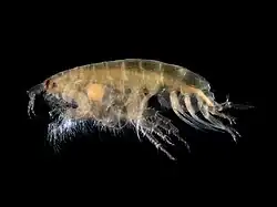 Bathyporeia elegans (Bathyporeiidae)