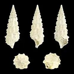 Batillaria pleurotomoides (Batillariidae).