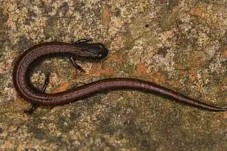 Description de l'image Batrachoseps incognitus.jpg.