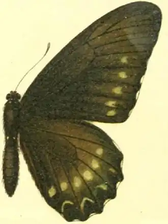 Description de l'image Battus polystictus.JPG.