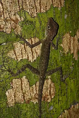 Description de l'image Bay Island forest lizard IMG 2189.jpg.