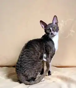 Cornish rex.