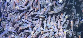 Description de l'image Beebe ShrimpChimney Close.jpg.