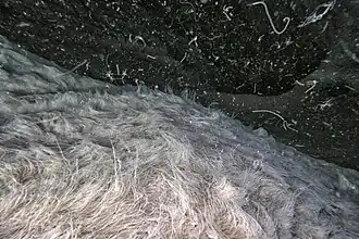 Description de l'image Beggiatoa.jpg.