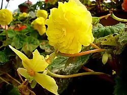 Détail d'un bégonia tubéreux