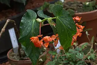 Begonia decora