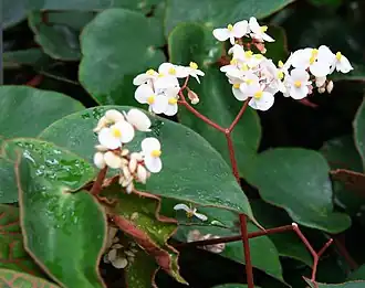 Begonia epipsila
