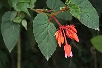 Description de l'image Begonia ferruginea.jpg.