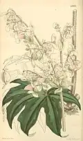 Begonia heracleifolia, planche botanique de 1857
