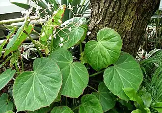 Vue d'ensemble d'un spécimen cultivé
