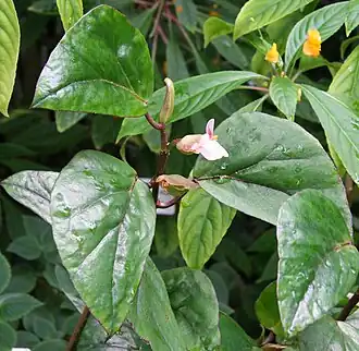 Description de l'image Begonia poculifera.jpg.