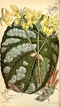 Begonia xanthina var. pictifolia, planche botanique de 1859