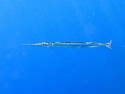 Belone belone (Belonidae)