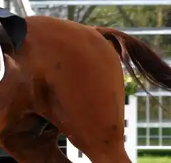 Photographie de la croupe d'un cheval roux avec des poils noirs