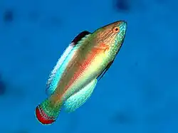 Cirrhilabrus rubrimarginatus