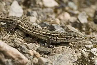 Description de l'image Benny Trapp Psammodromus hispanicus.jpg.