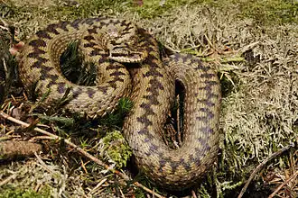 Vipera berus