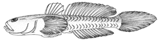 Description de l'image Benthophiloides turcomanus.gif.