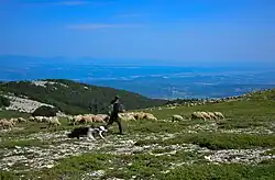 Berger sur la montagne de Lure