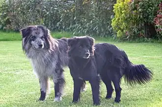Berger des Pyrénées à face rase.