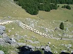Transhumance dans le Parc national des Pyrénées, en 2006.