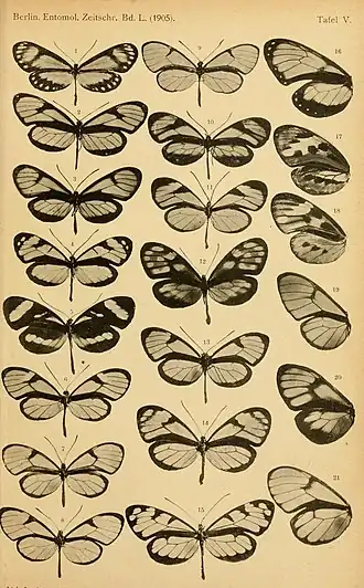 Description de l'image BerlinerEntomZeitschrift1903Taf5.jpg.
