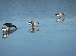 Bernache cravant dans un marais salant.