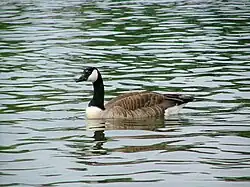 Bernache du Canada sur le Rhin.